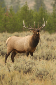 elk